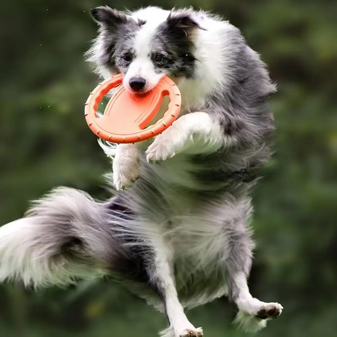 Flying Disc Dog Training
