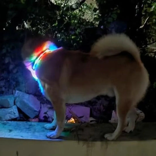 Light Up LED Dog Collars