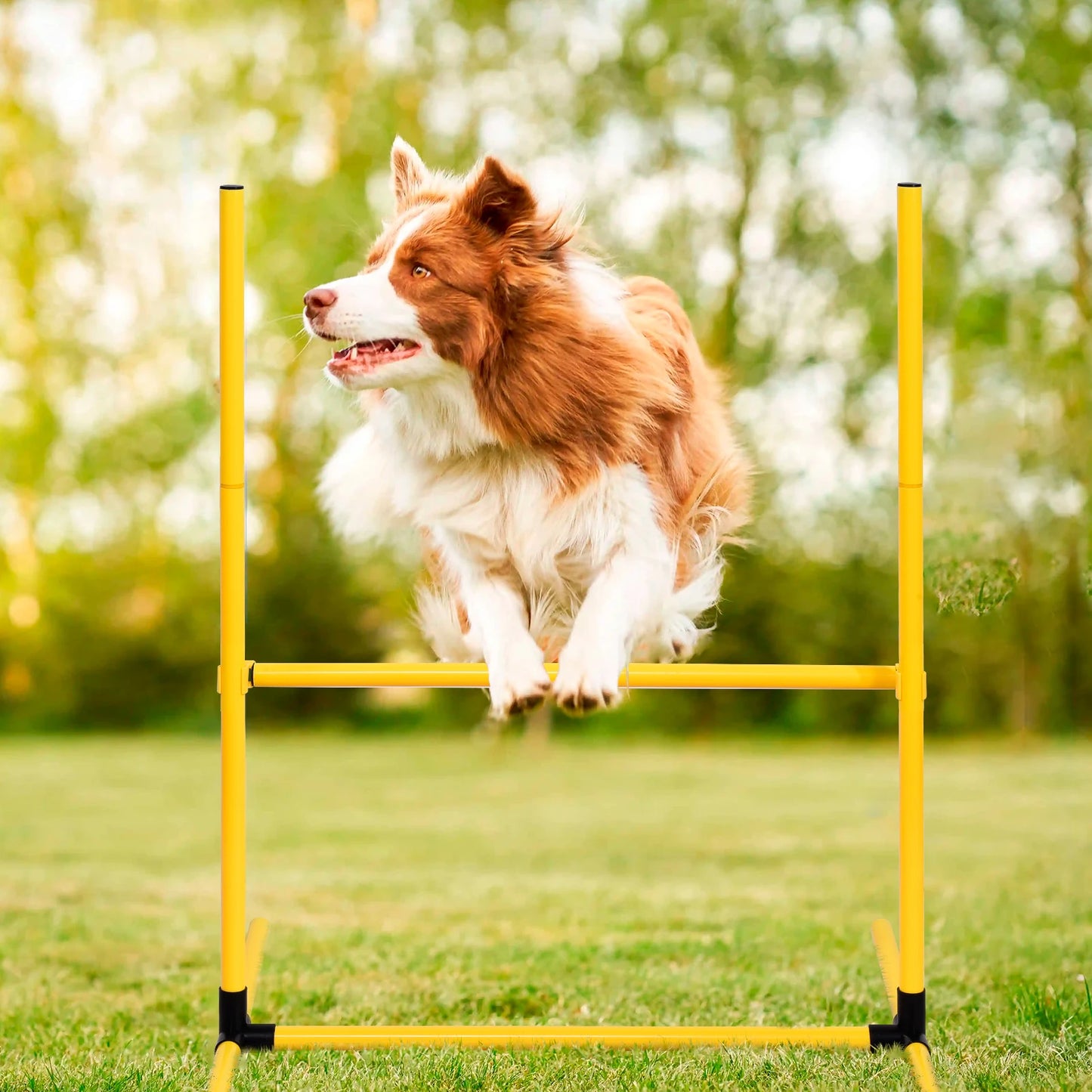Dog Agility Course Backyard Set