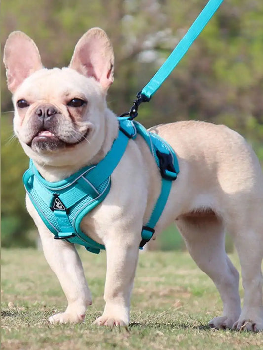 Pet Harness And Leash Set