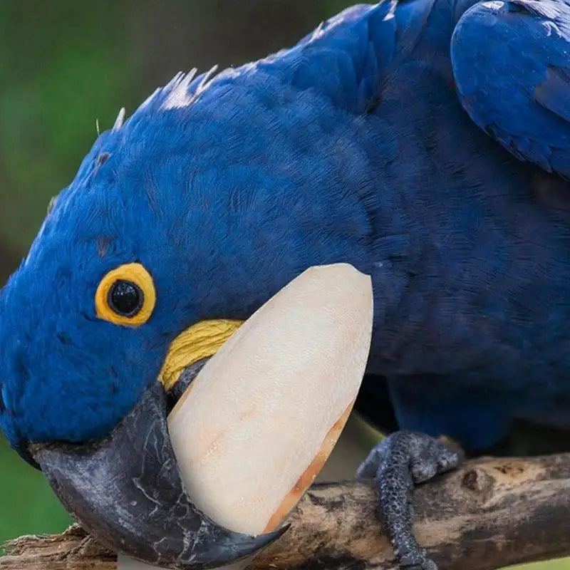 10 piece set of natural squid bones