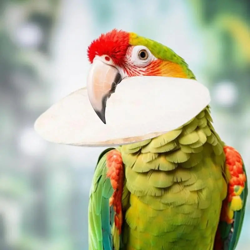 10 piece set of natural squid bones